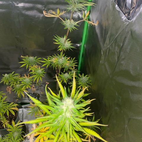 Vainilla Kush X Zkittlez growlog timeline photo