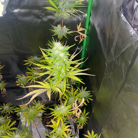 Vainilla Kush X Zkittlez growlog timeline photo