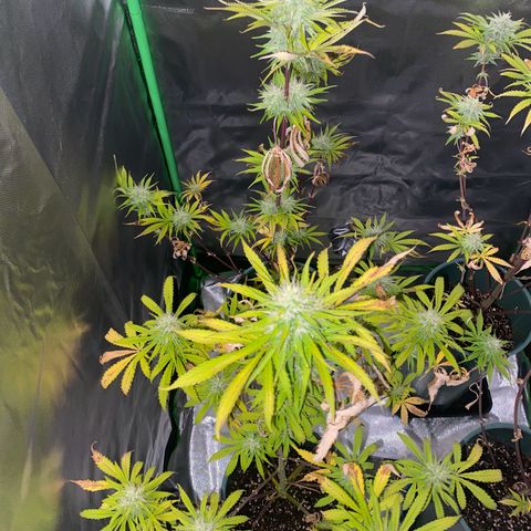 Amnesia X AK47 growlog timeline photo