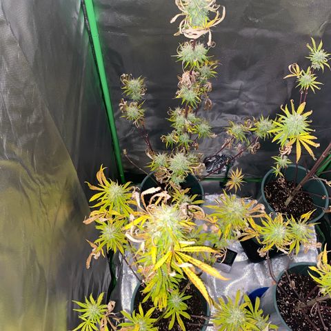 Amnesia X AK47 growlog timeline photo