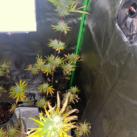 Vainilla Kush X Zkittlez growlog timeline photo