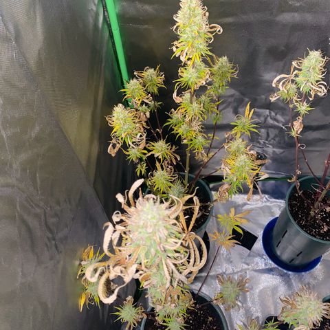 Amnesia X AK47 growlog timeline photo