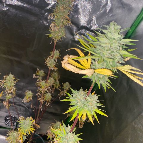 Vainilla Kush X Zkittlez growlog timeline photo
