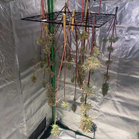 Amnesia X AK47 growlog timeline photo