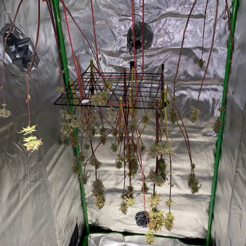 Vainilla Kush X Zkittlez growlog timeline photo