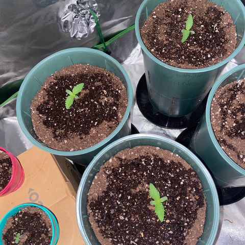 Red poison growlog timeline photo