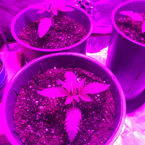 Red poison growlog timeline photo