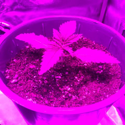 Red poison growlog timeline photo