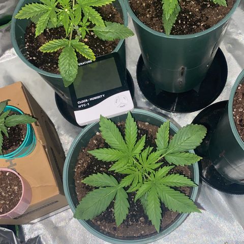Red poison growlog timeline photo