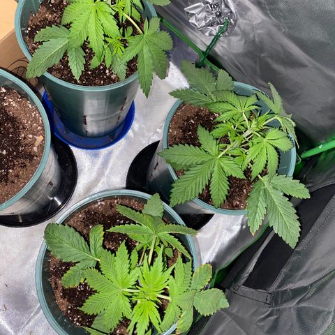 Red poison growlog timeline photo