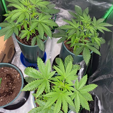 Red poison growlog timeline photo