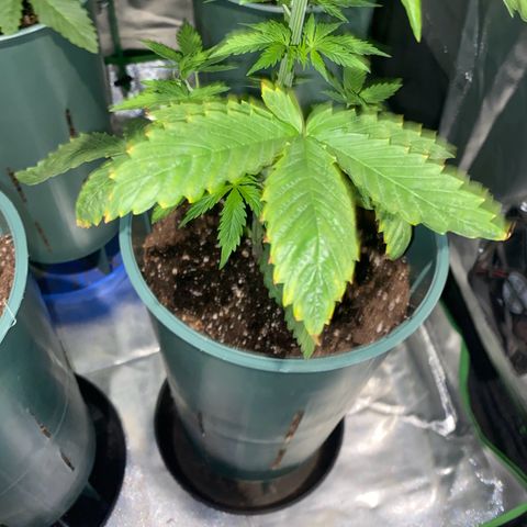 Red poison growlog timeline photo