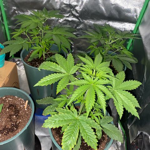 Red poison growlog timeline photo