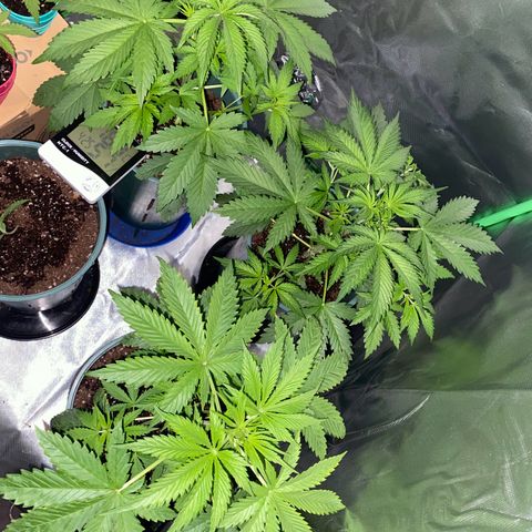 Red poison growlog timeline photo
