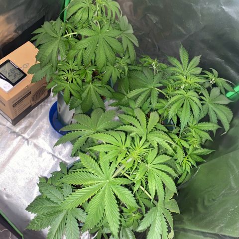 Red poison growlog timeline photo