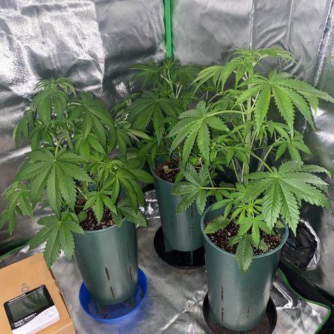 Red poison growlog timeline photo
