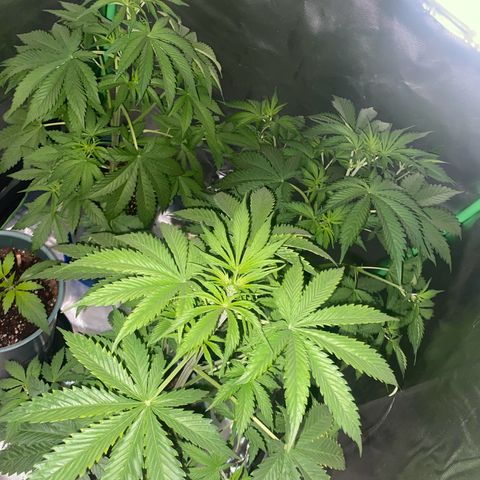 Red poison growlog timeline photo