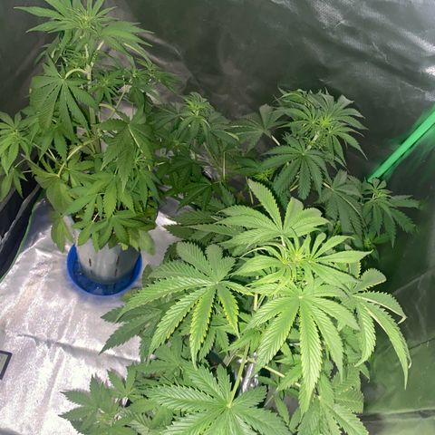 Red poison growlog timeline photo