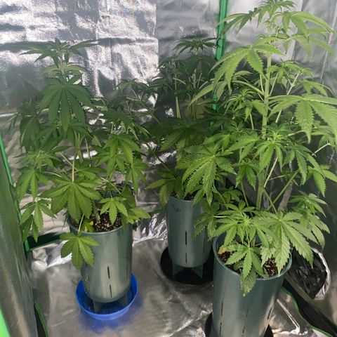 Red poison growlog timeline photo