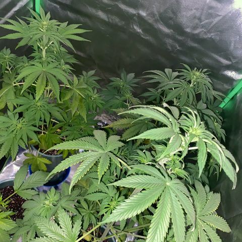 Red poison growlog timeline photo