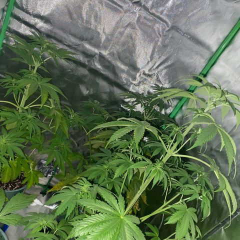 Red poison growlog timeline photo