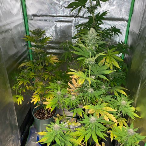 Red poison growlog timeline photo