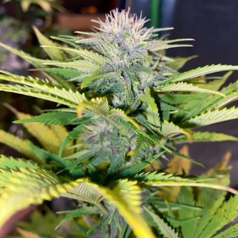 Red poison growlog timeline photo