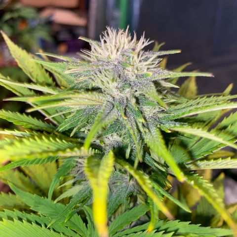 Red poison growlog timeline photo