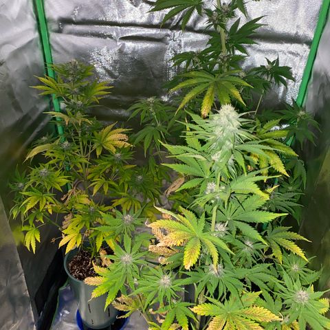 Red poison growlog timeline photo