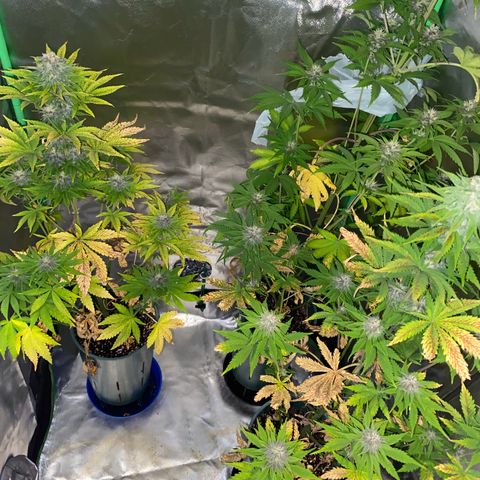 Red poison growlog timeline photo