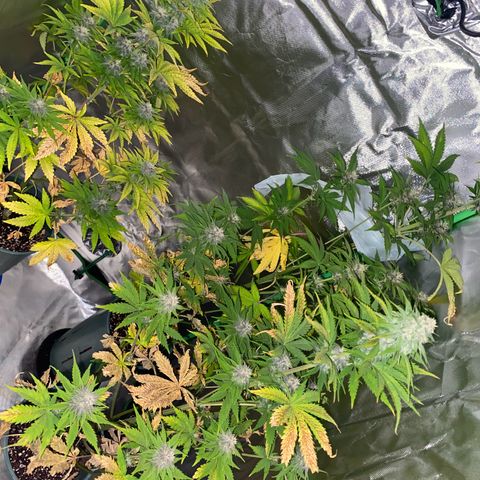 Red poison growlog timeline photo