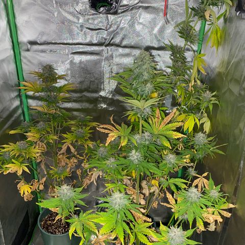 Red poison growlog timeline photo