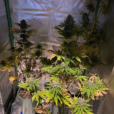 Red poison growlog timeline photo