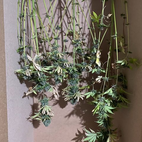 Red poison growlog timeline photo