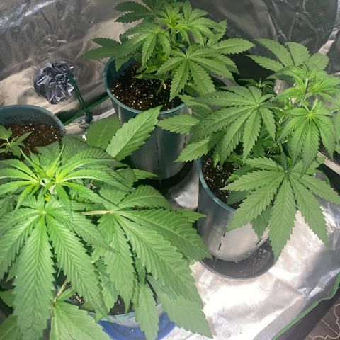 Black Jack F1 Fast Version growlog timeline photo