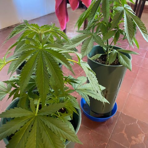 Black Jack F1 Fast Version growlog timeline photo