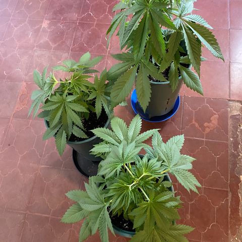 Black Jack F1 Fast Version growlog timeline photo