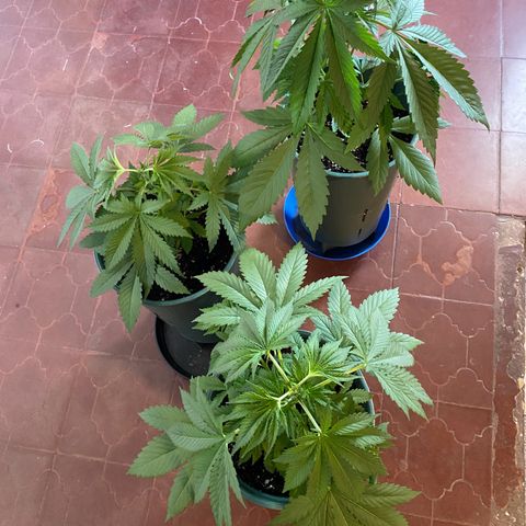 Black Jack F1 Fast Version growlog timeline photo