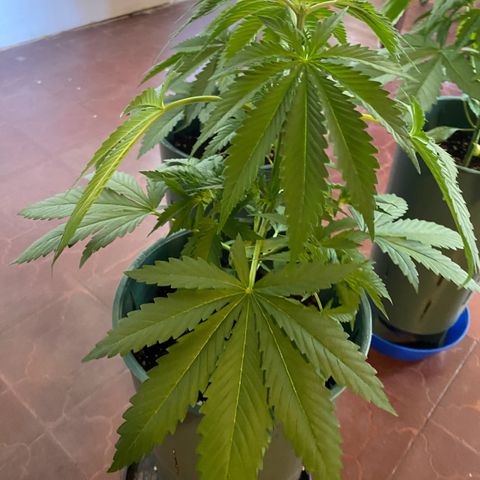 Black Jack F1 Fast Version growlog timeline photo