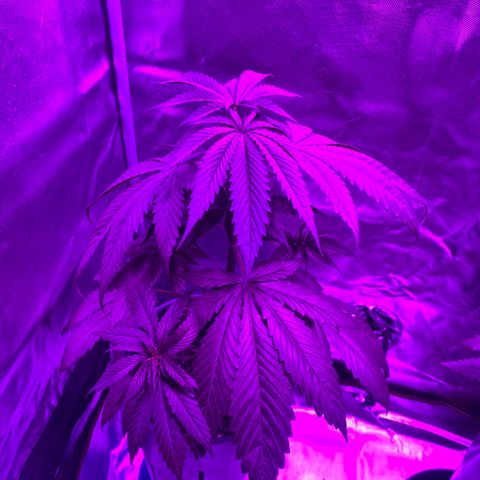 Black Jack F1 Fast Version growlog timeline photo