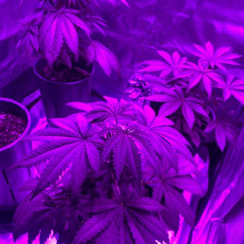 Black Jack F1 Fast Version growlog timeline photo