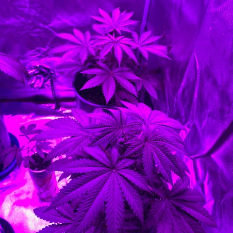 Black Jack F1 Fast Version growlog timeline photo