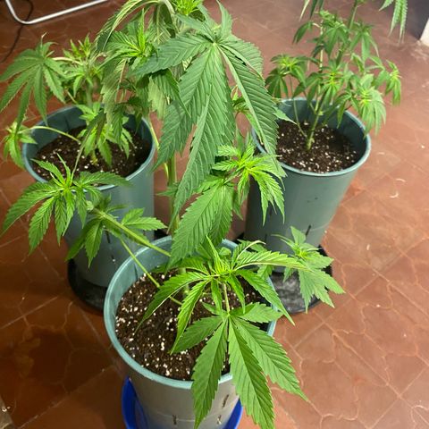 Black Jack F1 Fast Version growlog timeline photo