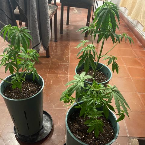 Black Jack F1 Fast Version growlog timeline photo