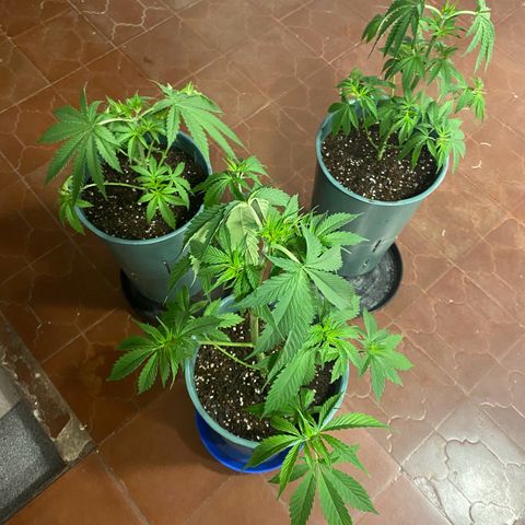 Black Jack F1 Fast Version growlog timeline photo