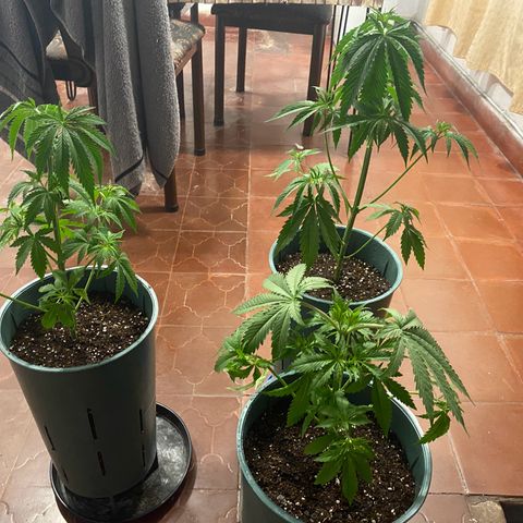 Black Jack F1 Fast Version growlog timeline photo