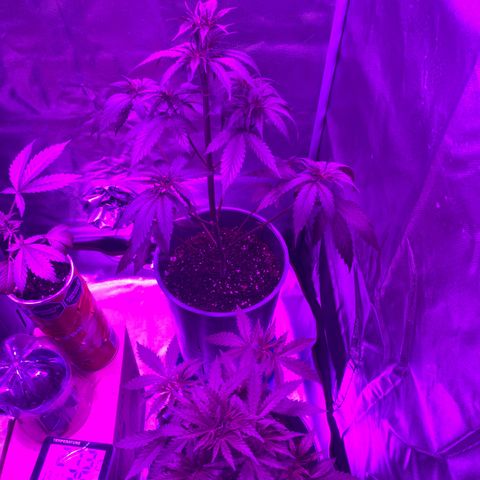 Black Jack F1 Fast Version growlog timeline photo