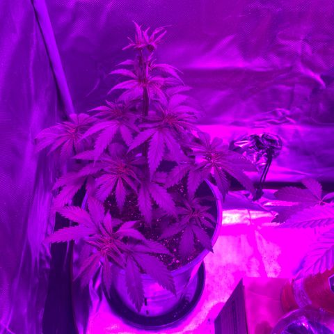 Black Jack F1 Fast Version growlog timeline photo
