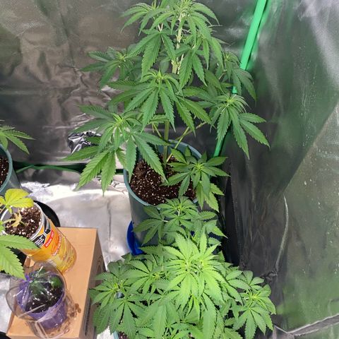 Black Jack F1 Fast Version growlog timeline photo