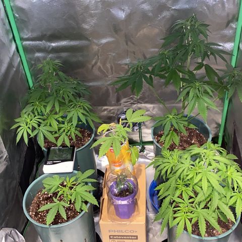 Black Jack F1 Fast Version growlog timeline photo